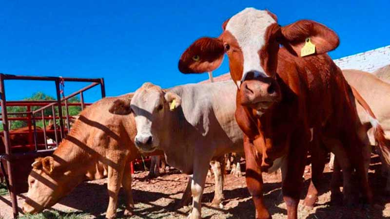 Pierde Chihuahua 6.5 mdd diarios por falta de exportación