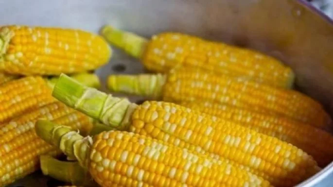 Estados Unidos vence a México en la disputa sobre el maíz transgénico