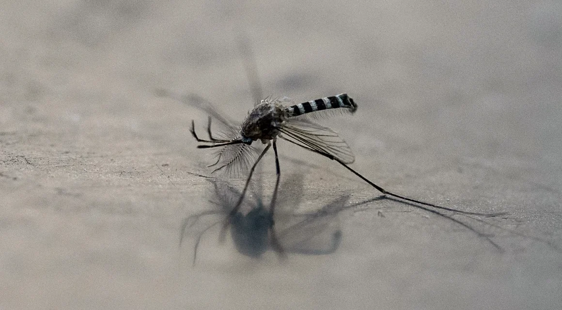 América suma 12,6 millones de casos de dengue en 2024