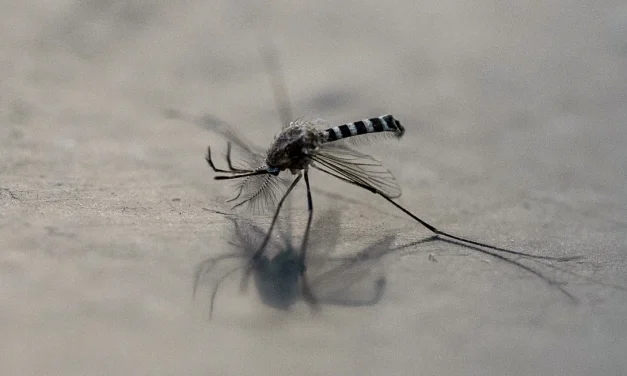 América suma 12,6 millones de casos de dengue en 2024