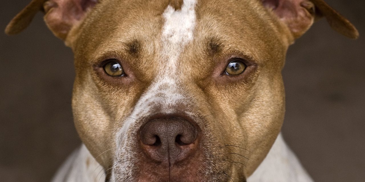 Sacrificarían pitbull si determinan que son instrumentos del delito