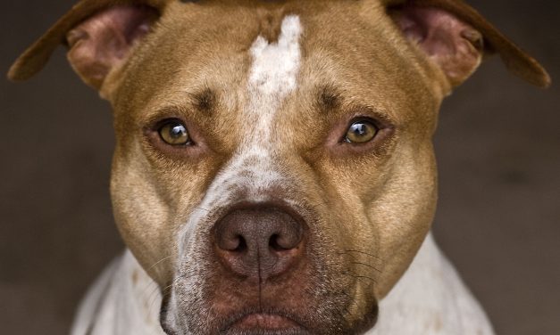 Sacrificarían pitbull si determinan que son instrumentos del delito