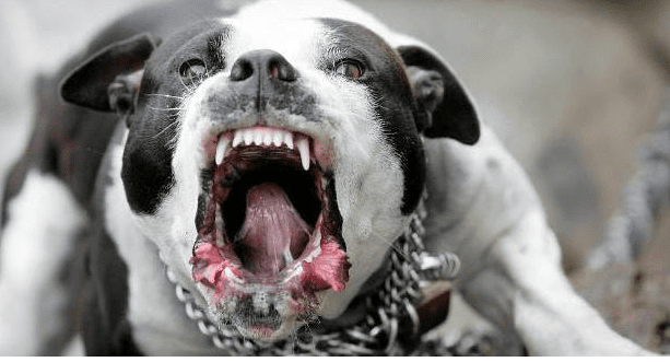Buscan reformas para castigar a dueños de perros considerados peligrosos