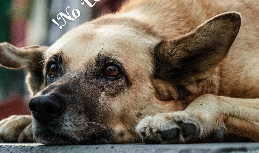 Emite DABA recomendaciones para evitar riesgos con las mascotas