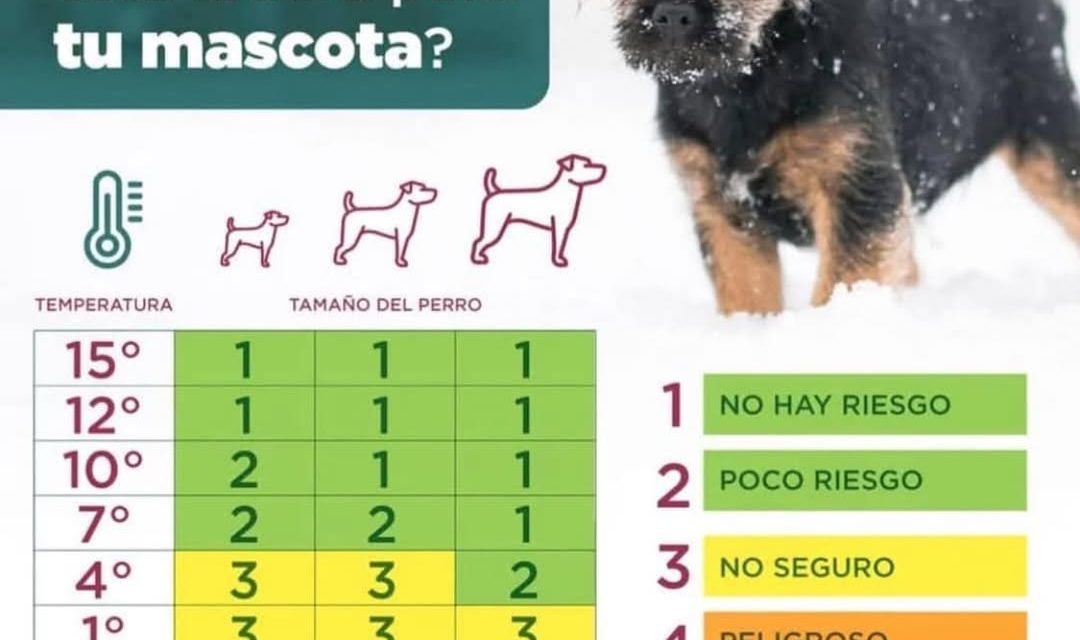 Exhorta DABA a cuidar mascotas ante descenso en la temperatura