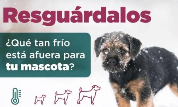  Exhorta DABA a cuidar mascotas ante descenso en la temperatura