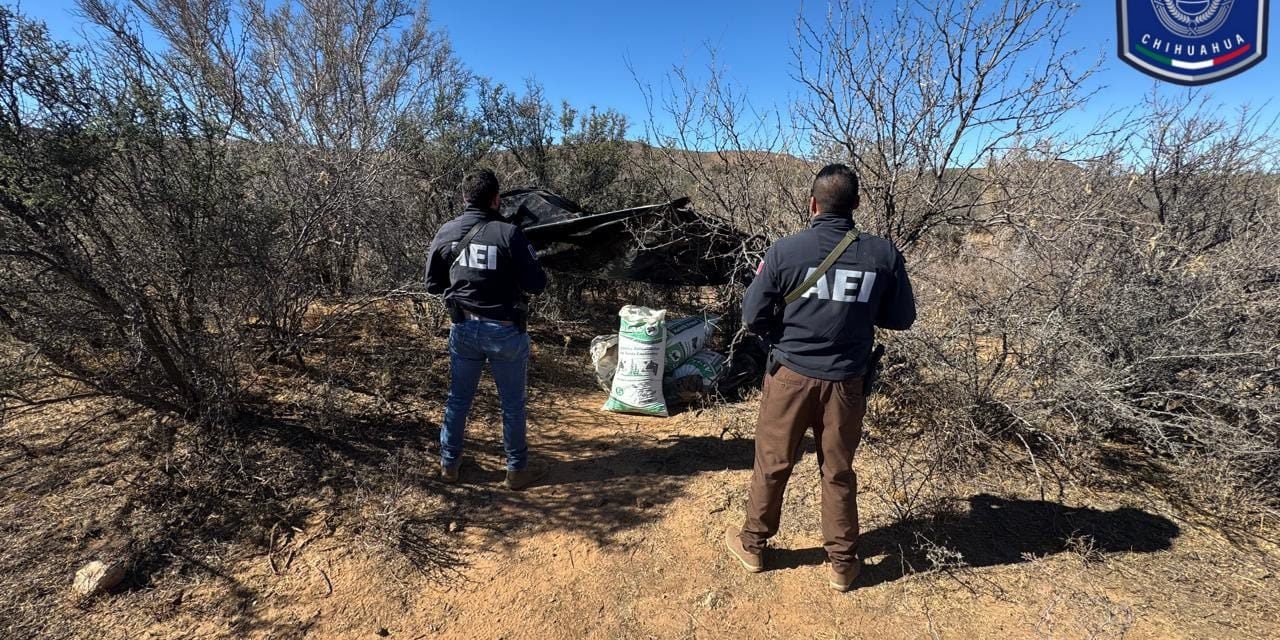 Destruyen 50 kilos de marihuana en campamento de Allende