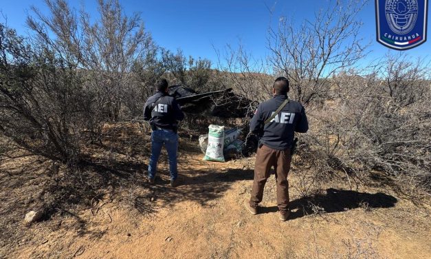 Destruyen 50 kilos de marihuana en campamento de Allende