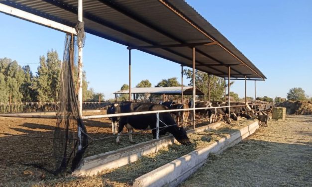 Denuncian lecheros baja en el precio de garantía por Gobierno Federal