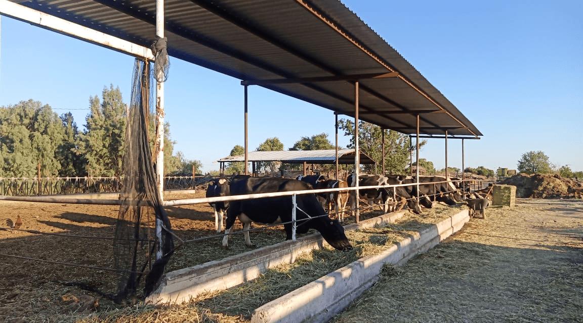 Denuncian lecheros baja en el precio de garantía por Gobierno Federal