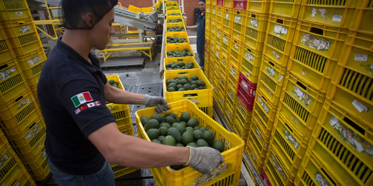 Se exportarán 110 mil toneladas de aguacate por el Super Bowl LIX