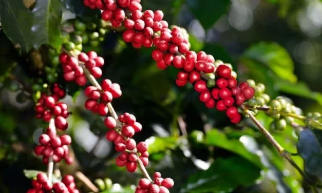 Café: la inflación del “oro negro» por la crisis climática