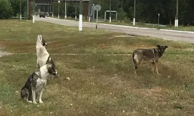 Esto se sabe sobre las diferencias genéticas en los perros de Chernóbil