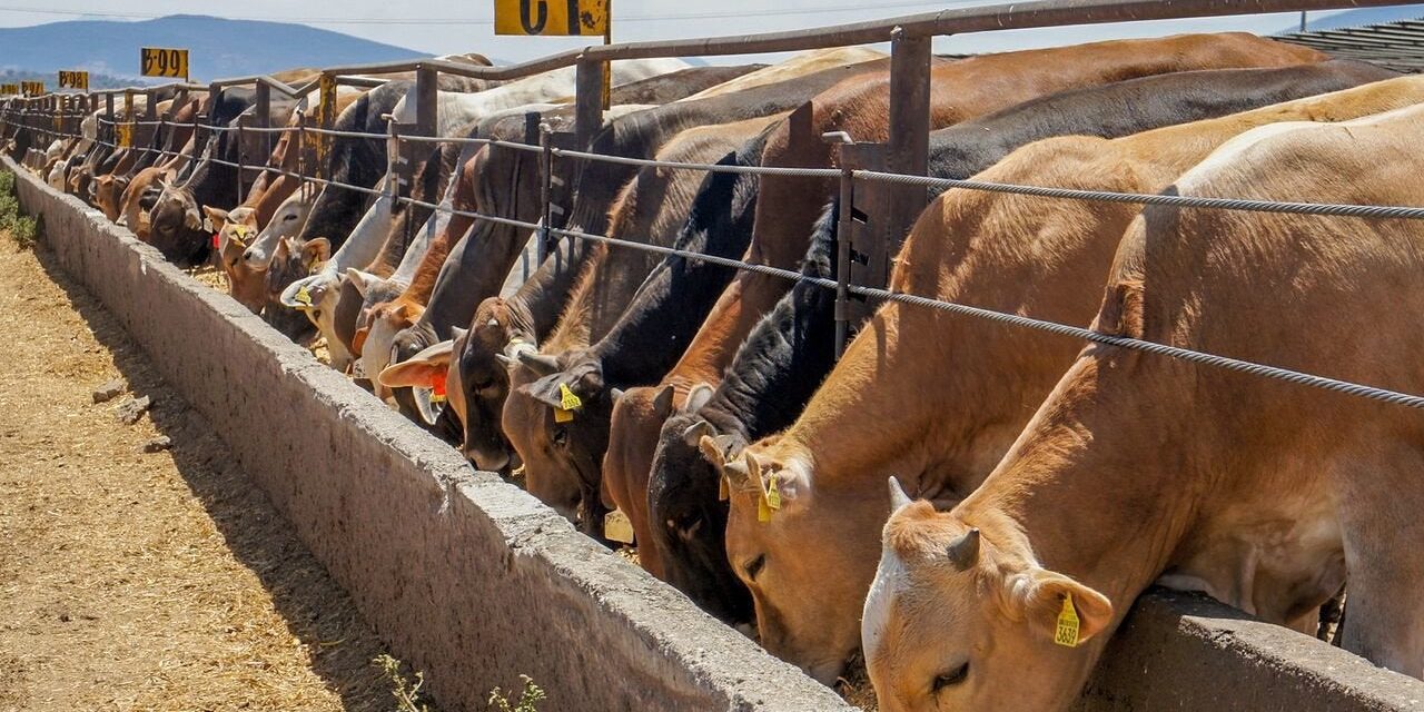 Esperan ganaderos supervisión de USDA para reiniciar exportación de ganado