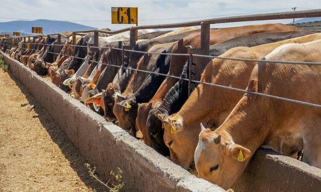 Esperan ganaderos supervisión de USDA para reiniciar exportación de ganado