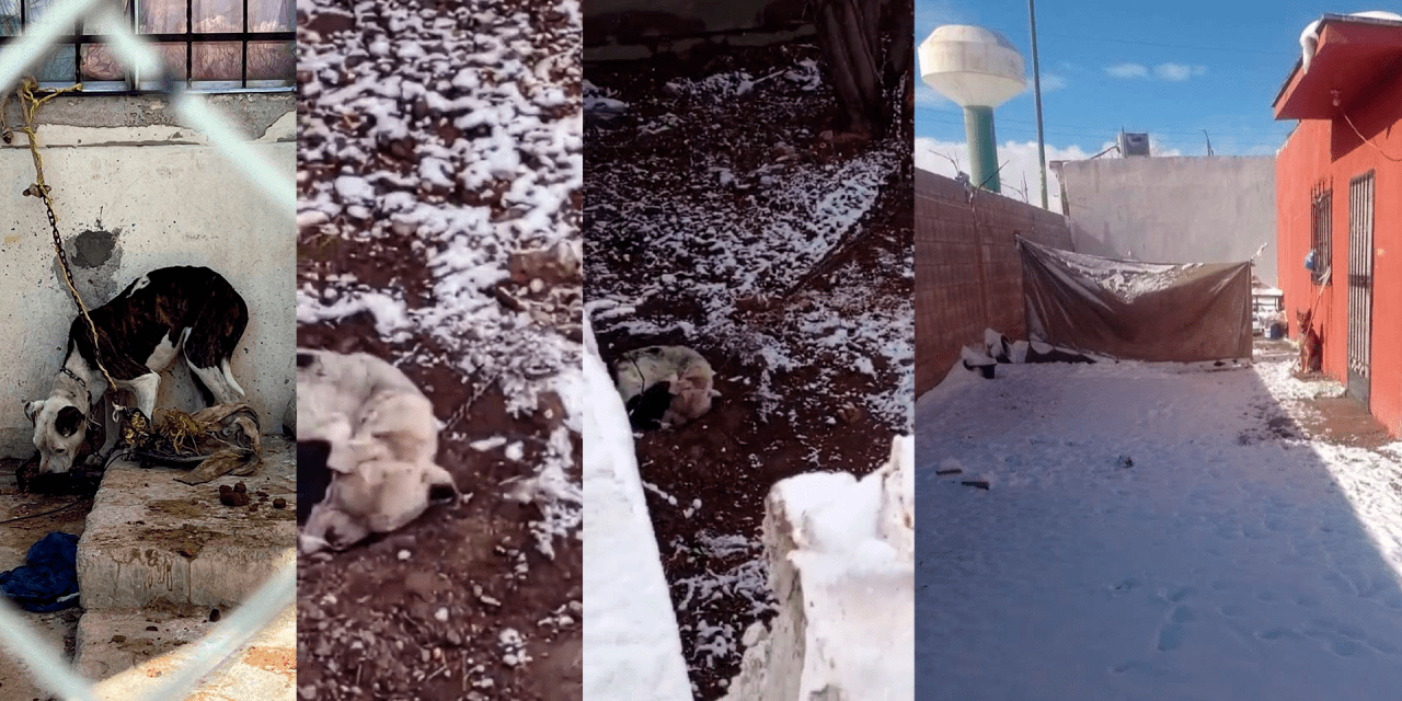 Dejan a sus mascotas a la intemperie, amarrados y bajo la nieve
