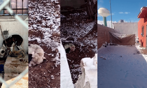 Dejan a sus mascotas a la intemperie, amarrados y bajo la nieve