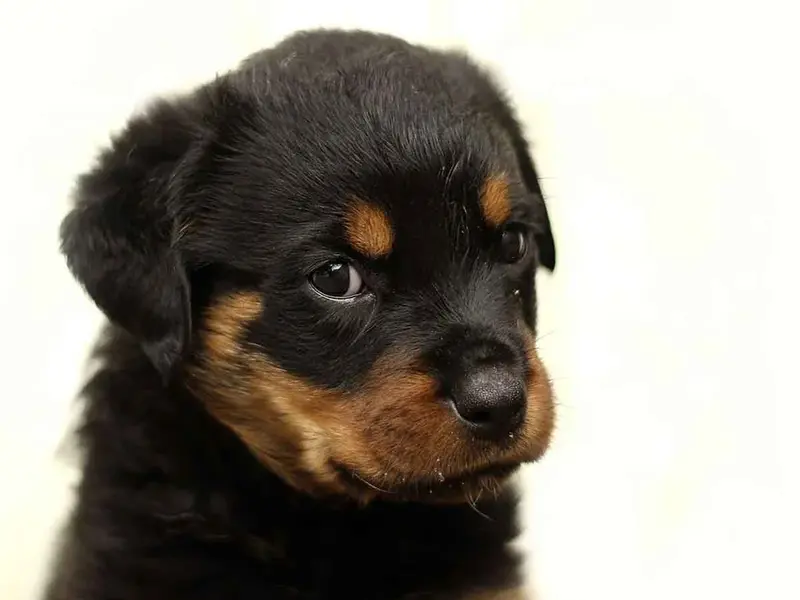 Los perritos pueden llegar a odiar a las personas que se portan mal con su familia