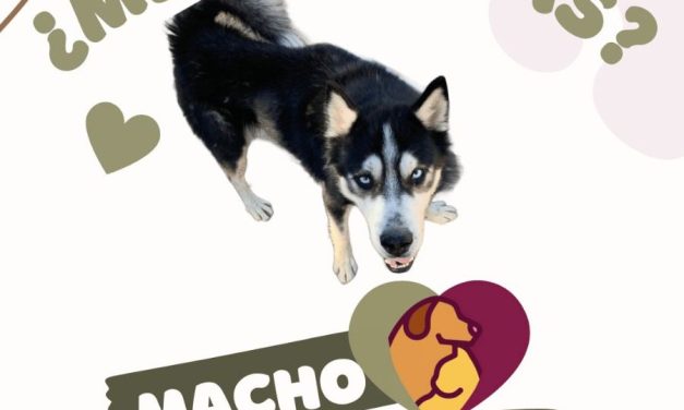 Invita DABA a visitar sus instalaciones y adoptar una mascota