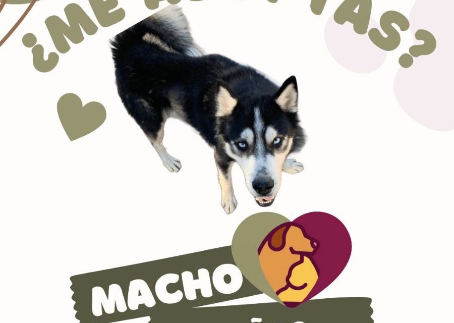 Invita DABA a visitar sus instalaciones y adoptar una mascota