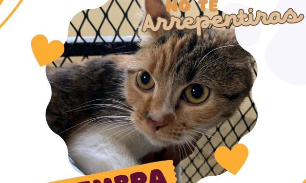Perritos y gatos buscan hogar: DABA