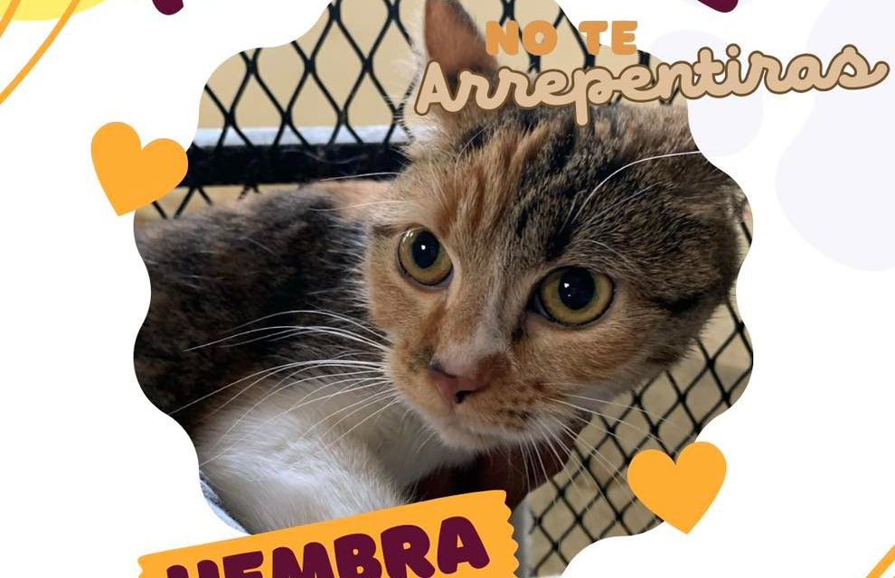 Perritos y gatos buscan hogar: DABA