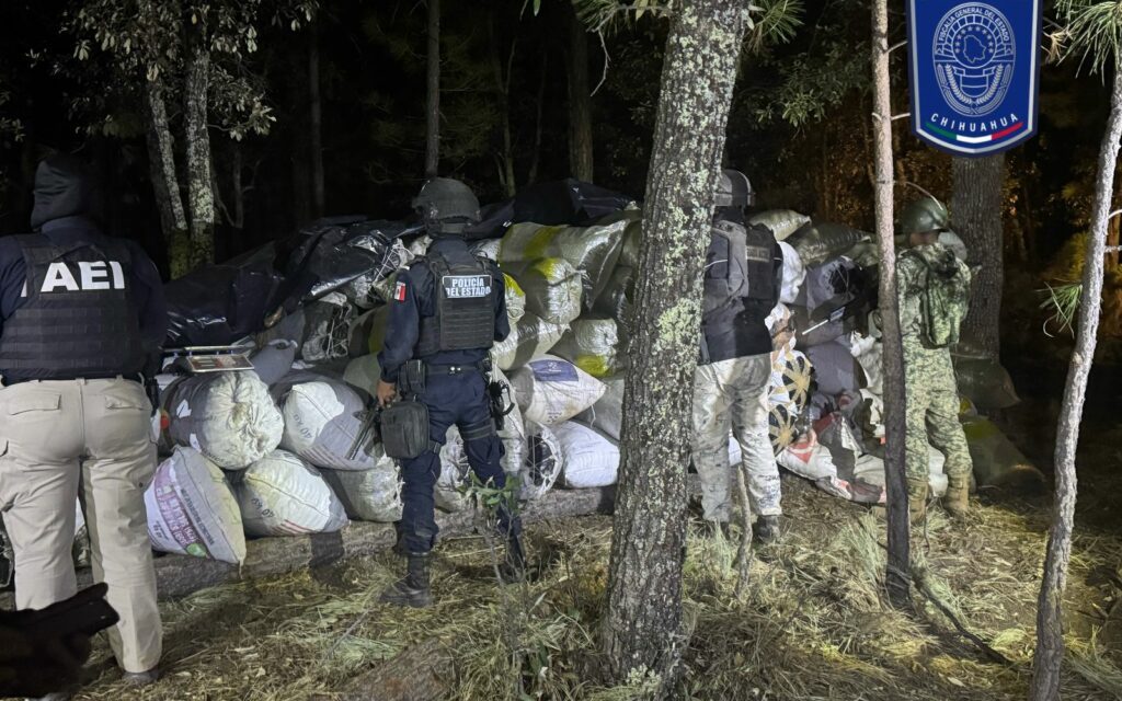 Asegura BOI gran cantidad de marihuana en Casas Grandes