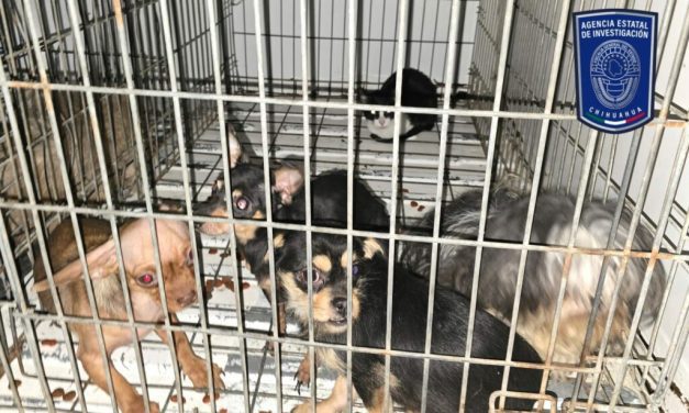 Asegura FGE 13 animales víctimas de maltrato durante enero