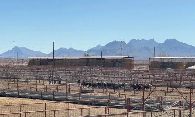 Reanuda Chihuahua exportación de ganado por San Gerónimo