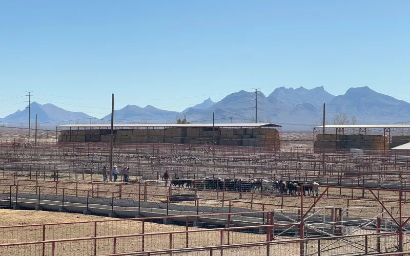 Reanuda Chihuahua exportación de ganado por San Gerónimo