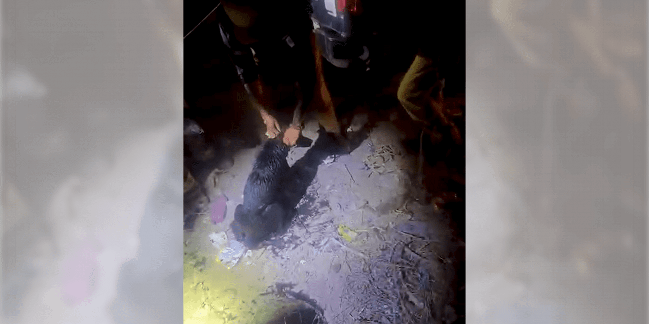 Rescatan Policías Municipal a un can atrapado en alcantarilla