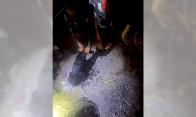 Rescatan Policías Municipal a un can atrapado en alcantarilla