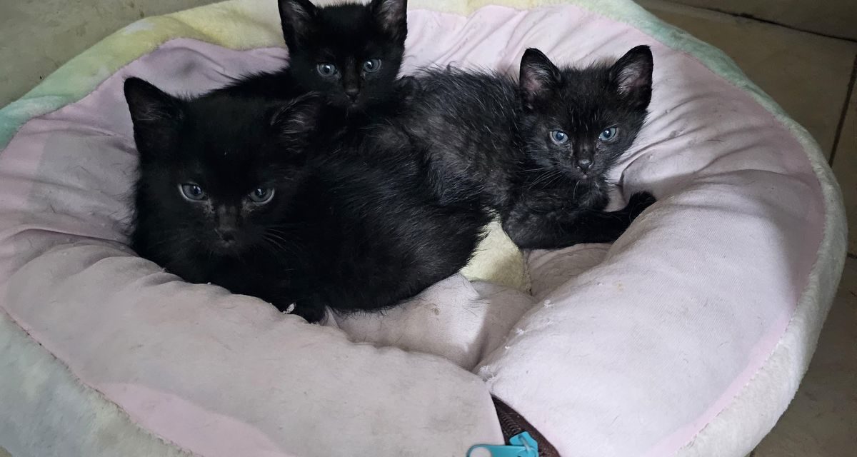 Promueve Centro de Rescate Animal adopción de perros y gatos