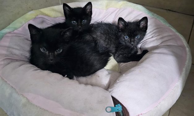 Promueve Centro de Rescate Animal adopción de perros y gatos