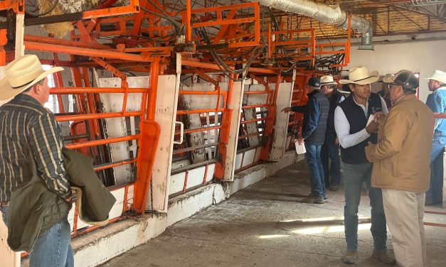 Reabre cruce de ganado por Ojinaga