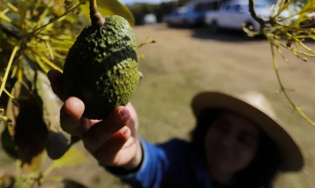Productores de aguacate de Jalisco buscan nuevos mercados en Asia y Sudamérica ante aranceles de Trump