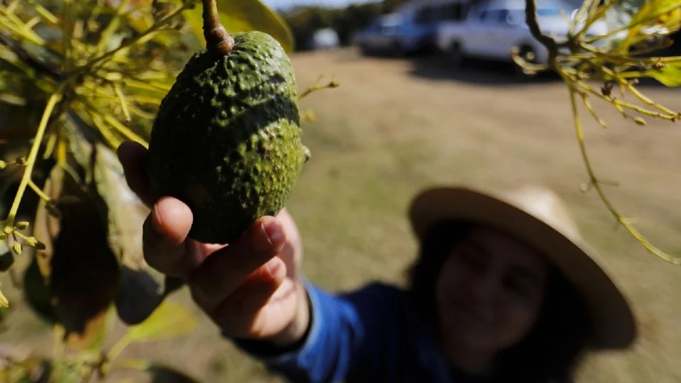 Productores de aguacate de Jalisco buscan nuevos mercados en Asia y Sudamérica ante aranceles de Trump