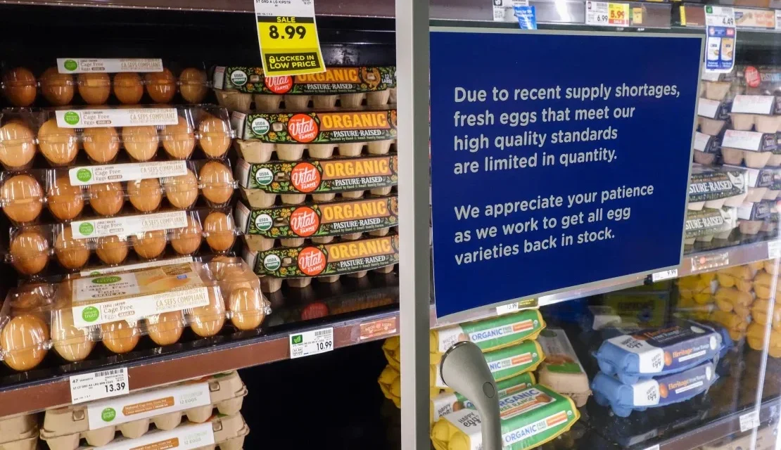 Los altos precios de los huevos no fueron culpa de Biden