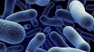 Están en México las bacterias resistentes a los antibióticos