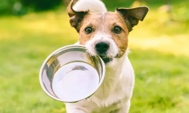¿Cada cuánto debes lavar los platos de tu perro? Riesgos para su salud de no hacerlo
