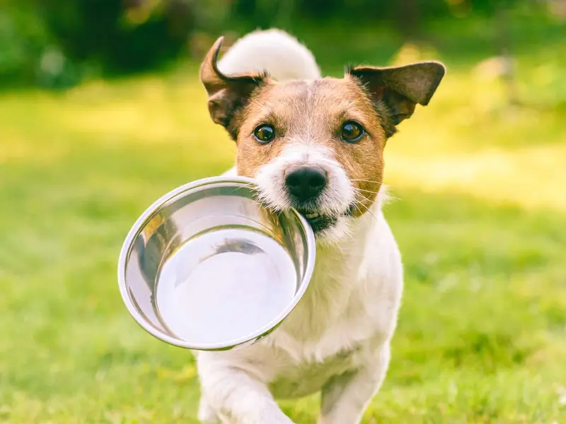¿Cada cuánto debes lavar los platos de tu perro? Riesgos para su salud de no hacerlo