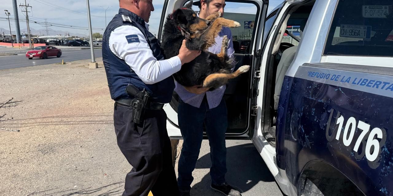 Rescatan policías viales a perrito lesionado y en peligro