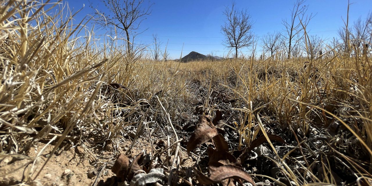 En riesgo la producción agrícola por sequía extrema