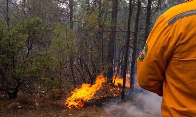 Exhorta Gobierno del Estado a la población a evitar incendios forestales