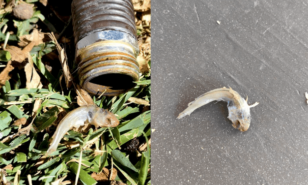Detectan contaminación en agua potable en viviendas aledañas a La Boquilla