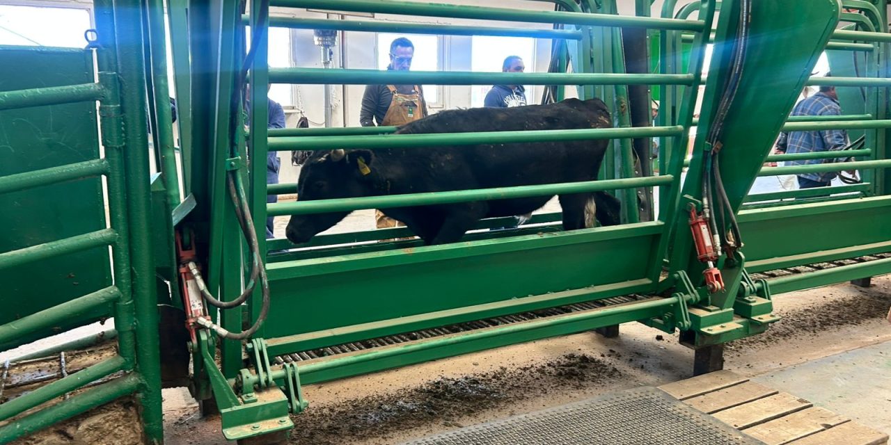 Incrementa volumen de exportación de ganado a Estados Unidos por puerto de Ojinaga