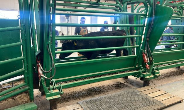 Incrementa volumen de exportación de ganado a Estados Unidos por puerto de Ojinaga