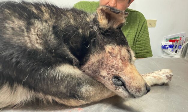 Agrede a machetazos a perro y lo dejan libre a las 48 horas