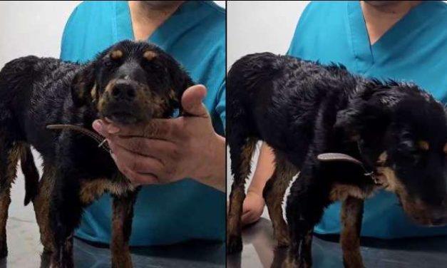 Maru Campos instruye investigación a fondo por caso de la perrita “Violeta”