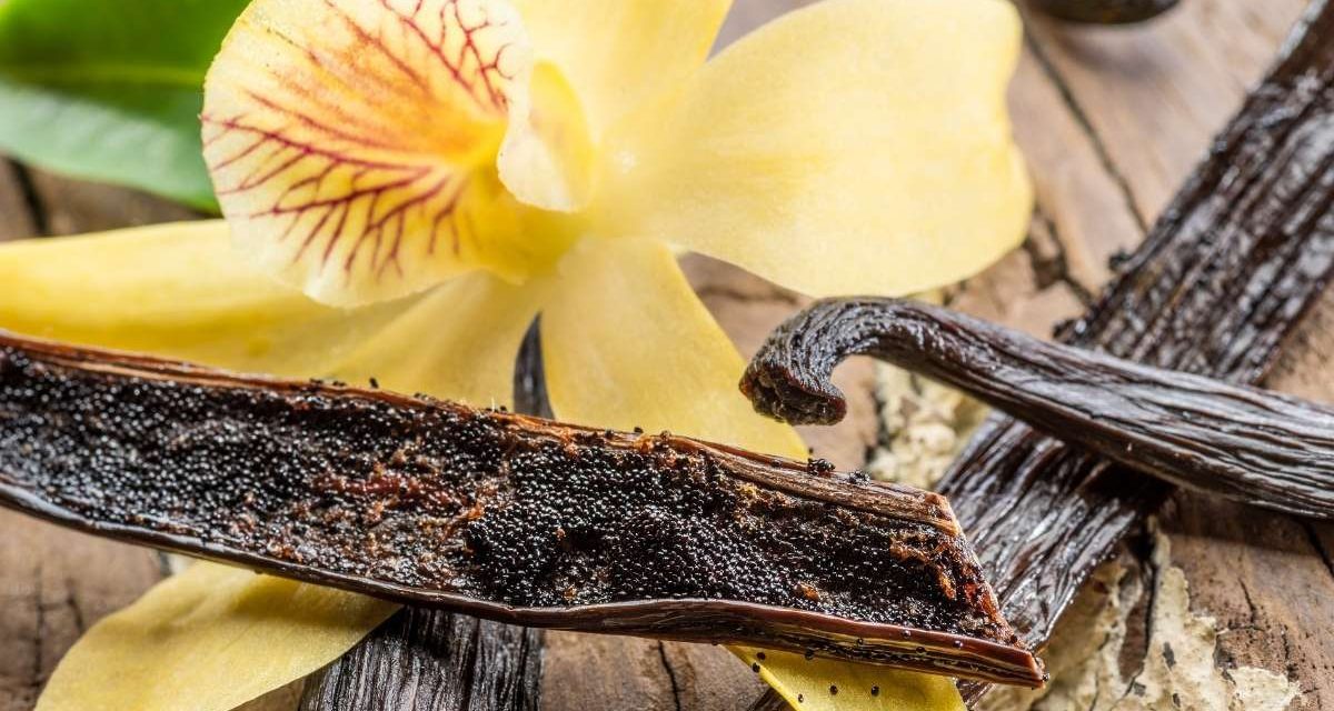 Cultivar vainilla sin permiso en México podría llevarte a prisión hasta por 9 años